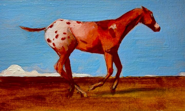Appaloosa